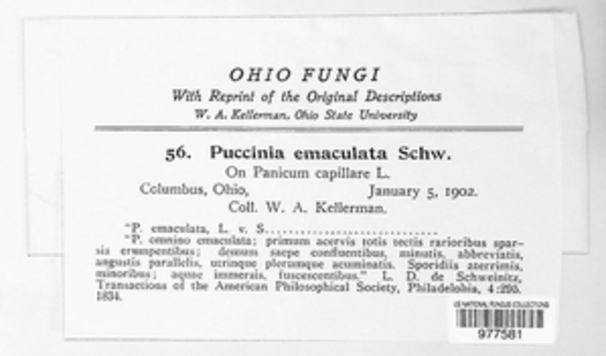 Puccinia emaculata image